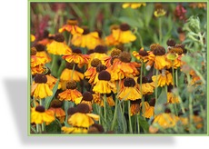 Sonnenbraut, Helenium hybride 'Sahins Early Flowerer'