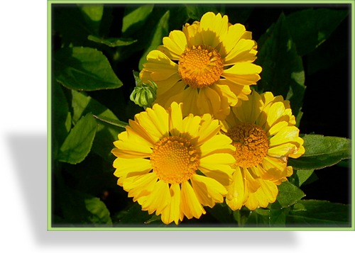 Sonnenbraut, Helenium hybride 'Sonnenwunder'