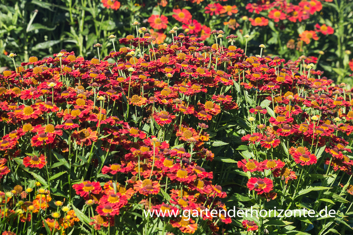 Sonnenbraut, Helenium x cult.'Biedermeier'