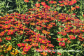 Sonnenbraut, Helenium x cult.'Biedermeier'