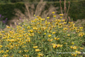 Schwachfilziger Sonnenhut, Rudbeckia subtomentosa 'Henry Eilers'