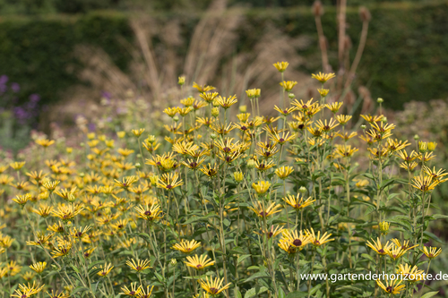 Schwachfilziger Sonnenhut, Rudbeckia subtomentosa 'Henry Eilers'