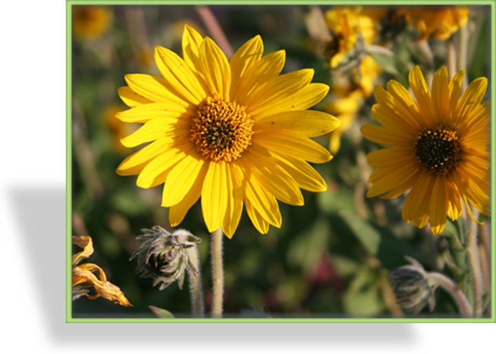 Sonnenhut, Gelber Sonnenhut, Echinacea paradoxa