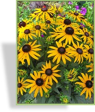 Sonnenhut, Rudbeckia fulgida 'Little Gold Star'