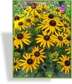 Sonnenhut, Rudbeckia fulgida 'Little Gold Star'