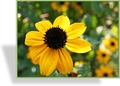 Sonnenhut, Dreiblättriger Sonnenhut, Rudbeckia triloba