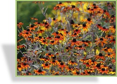 Sonnenhut, Dreiblättriger Sonnenhut, Rudbeckia triloba 'Prairie Glow'