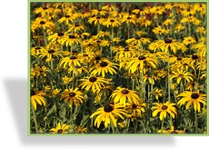 Sonnenhut, Rudbeckia fulgida var. deamii