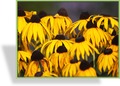 Sonnenhut, Rudbeckia fulgida 'Goldsturm'