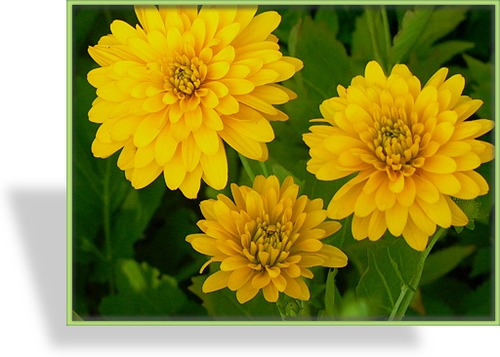 Sonnenhut, Schlitzblättriger Sonnenhut, Rudbeckia laciniata 'Goldquelle'