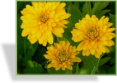 Sonnenhut, Schlitzblättriger Sonnenhut, Rudbeckia laciniata 'Goldquelle'