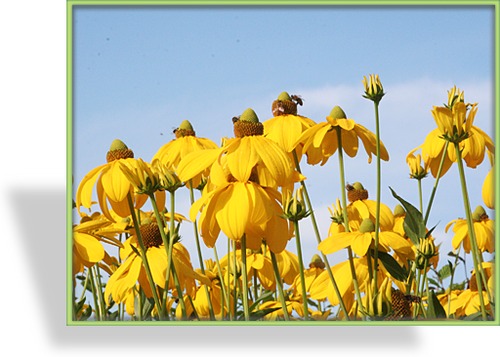 Sonnenhut, Glänzender Sonnenhut, Rudbeckia nitida 'Herbstsonne'