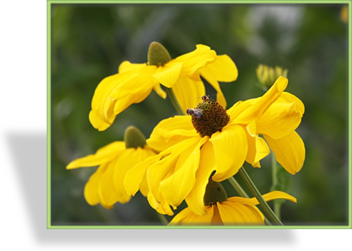 Sonnenhut, Glänzender Sonnenhut, Rudbeckia nitida 'Juligold'