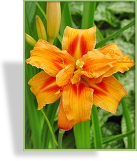 Taglilie, Gefüllte Taglilie, Hemerocallis hybride 'Apricot Beauty'