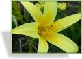 Taglilie, Zitronen-Taglilie, Hemerocallis citrina