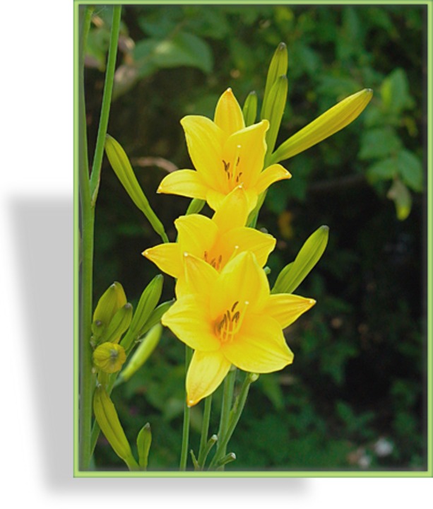 Taglilie, Zwergtaglilie, Hemerocallis minor