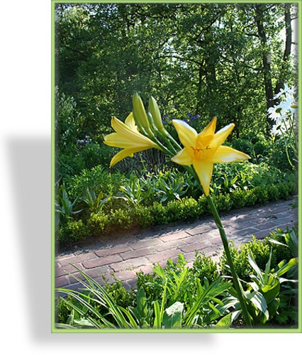 Taglilie, Wildform, Hemerocallis lilioasphodelus (flava)