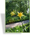 Taglilie, Wildform, Hemerocallis lilioasphodelus (flava)