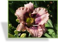 Taglilie, Hemerocallis hybride 'Daring Deception'
