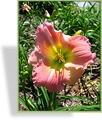 Taglilie, Hemerocallis hybride 'Gypsy Rose'