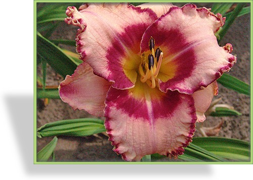 Taglilie, Hemerocallis hybride 'New Quest'