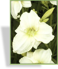 Taglilie, Hemerocallis hybride 'White Temptation'