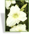 Taglilie, Hemerocallis hybride 'White Temptation'