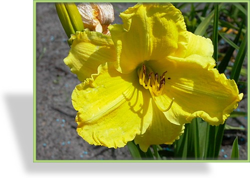 Taglilie, Hemerocallis hybride 'Girl Scout'