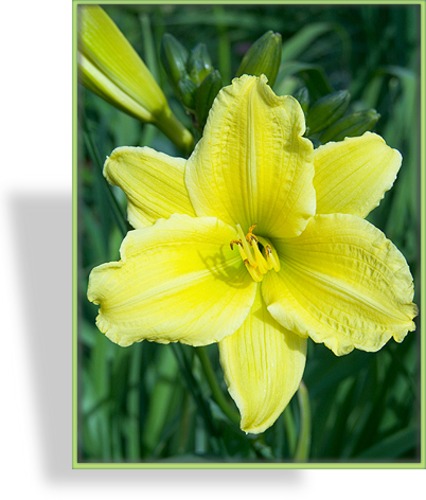 Taglilie, Hemerocallis hybride 'Green Flutter'