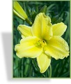 Taglilie, Hemerocallis hybride 'Green Flutter'