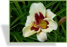 Taglilie, Hemerocallis hybride 'Moonlit Masquerade'