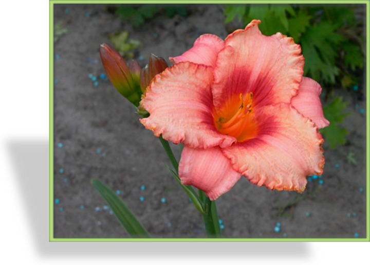 Taglilie, Hemerocallis hybride 'Strawberry Candy'