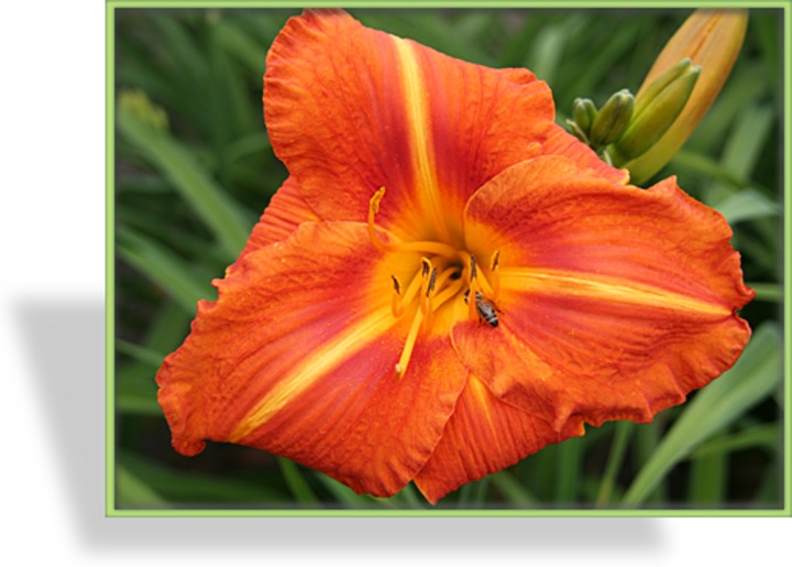 Taglilie, Hemerocallis hybride 'Tuscawilla Tigress'