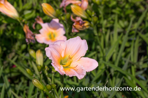 Taglilie, Hemerocallis x cult.'Barbara Mitchell'