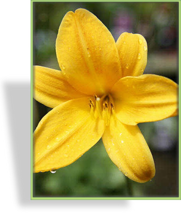 Taglilie, Hemerocallis hybride 'Golden Chimes'