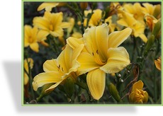 Taglilie, Hemerocallis hybride 'Golden Scepter'