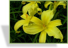 Taglilie, Hemerocallis hybride 'Atlas'