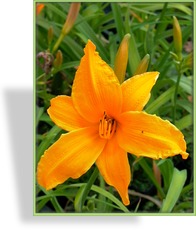 Taglilie, Hemerocallis hybride 'Burning Daylight'