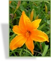 Taglilie, Hemerocallis hybride 'Burning Daylight'