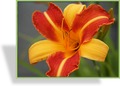 Taglilie, Hemerocallis hybride 'Frans Hals'