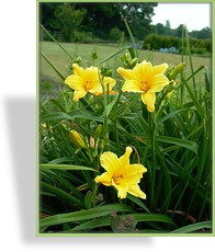 Taglilie, Hemerocallis hybride 'Jake Russel'