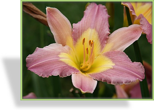 Taglilie, Hemerocallis hybride 'Nile Crane'