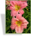 Taglilie, Hemerocallis hybride 'Crazy Lace'