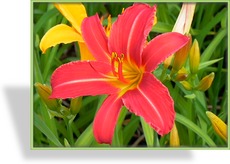 Taglilie, Hemerocallis hybride 'Crimson Pirate'