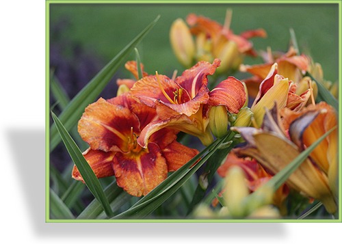 Taglilie, Hemerocallis hybride 'Man on Fire'