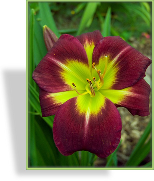 Taglilie, Hemerocallis hybride 'Night Beacon'