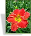 Taglilie, Hemerocallis hybride 'Roses in Snow'