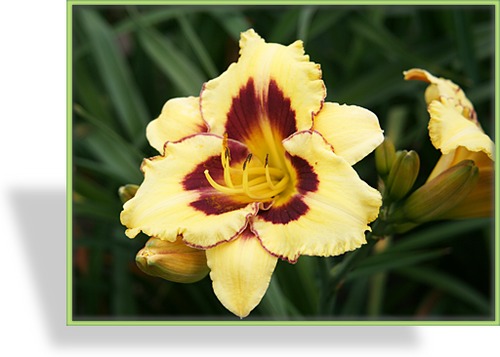 Taglilie, Hemerocallis hybride 'El Desperado'