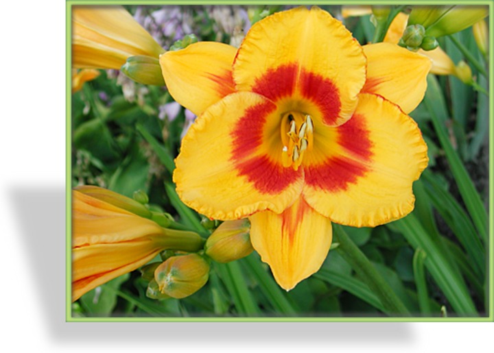 Taglilie, Hemerocallis hybride 'Fooled Me'