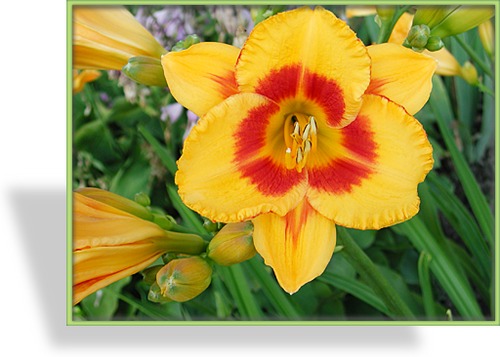 Taglilie, Hemerocallis hybride 'Fooled Me'